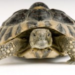 turtle-shell-1